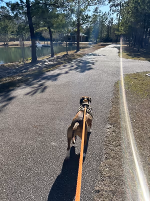 Burton Wells Dog Park photo 1